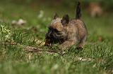 CAIRN TERRIER 427